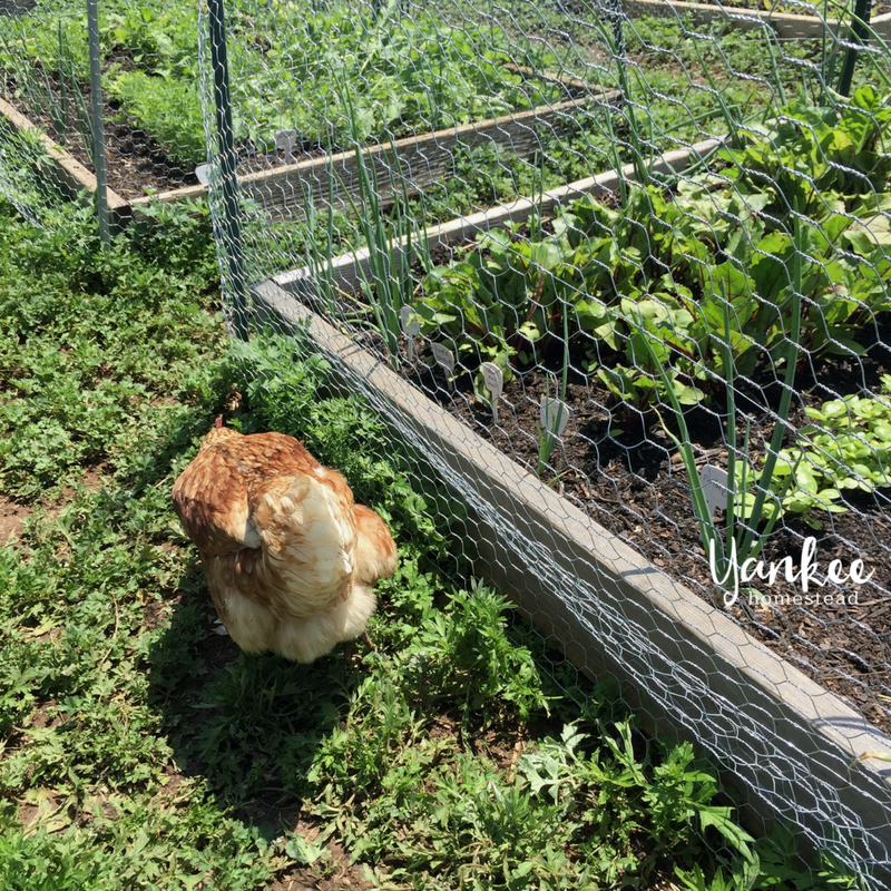 2017 Homestead Year in Review: Raised Beds | Yankee Homestead