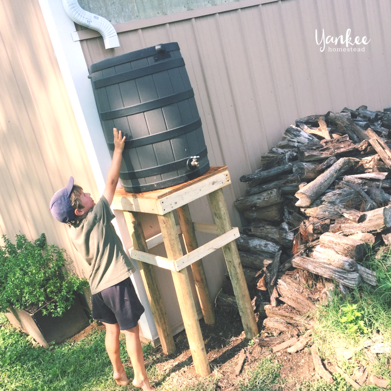 2017 Homestead Year in Review: Rain Barrels | Yankee Homestead