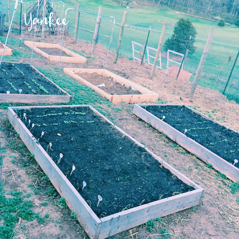 2017 Homestead Year in Review: Raised Beds | Yankee Homestead