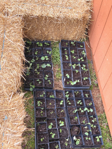 DIY Straw Bale Cold Frame