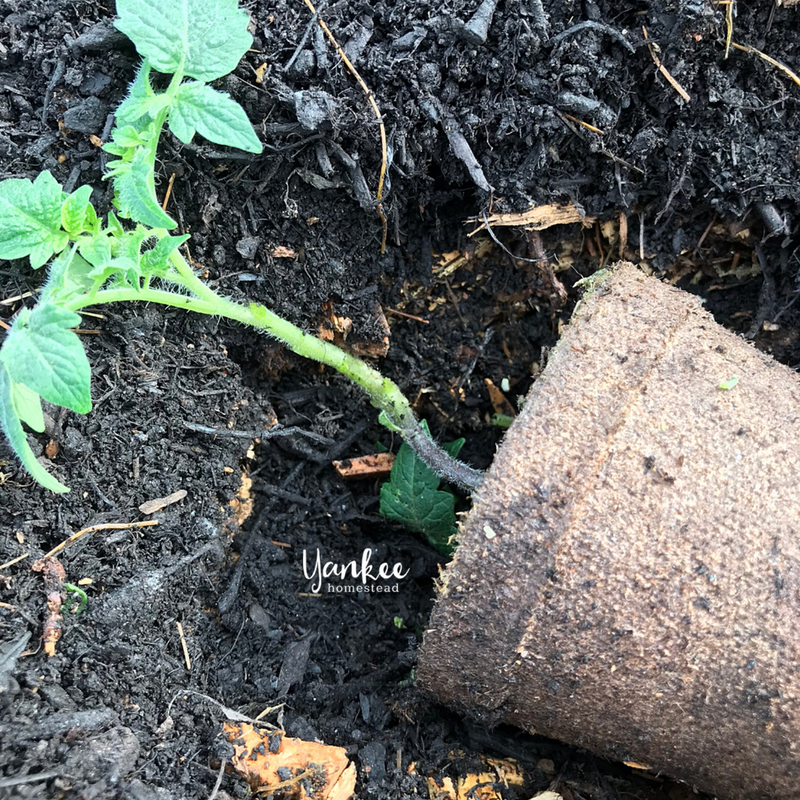 Are You Planting Tomatoes the Right Way? | Yankee Homestead