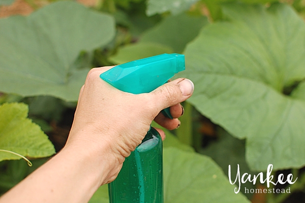 Easy Garden Spray with Essential Oils | Yankee Homestead
