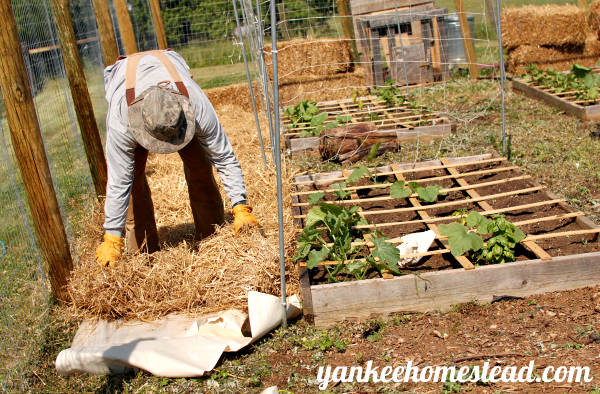 3 Affordable Materials for Vegetable Garden Walkways | Yankee Homestead