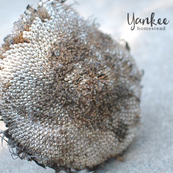 How to Harvest Sunflower Seeds | Yankee Homestead