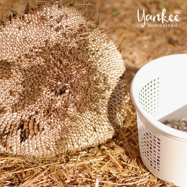 How to Harvest Sunflower Seeds | Yankee Homestead
