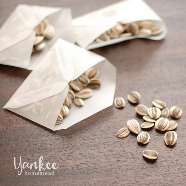 How to Harvest Sunflower Seeds | Yankee Homestead
