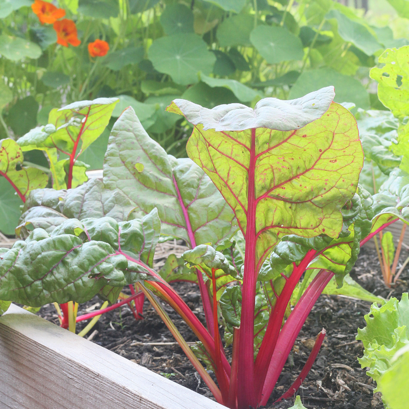 3 Important Tips for Hugelkultur Raised Beds | Yankee Homestead