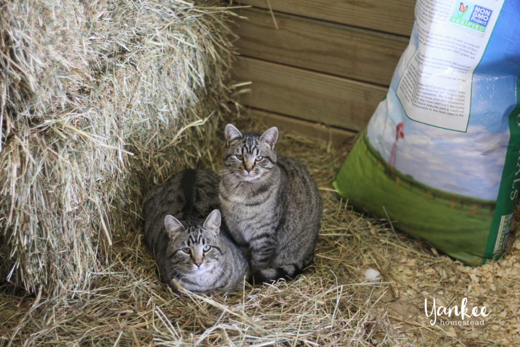 3 Reasons Why Your Homestead Needs a Barn Cat | Yankee Homestead