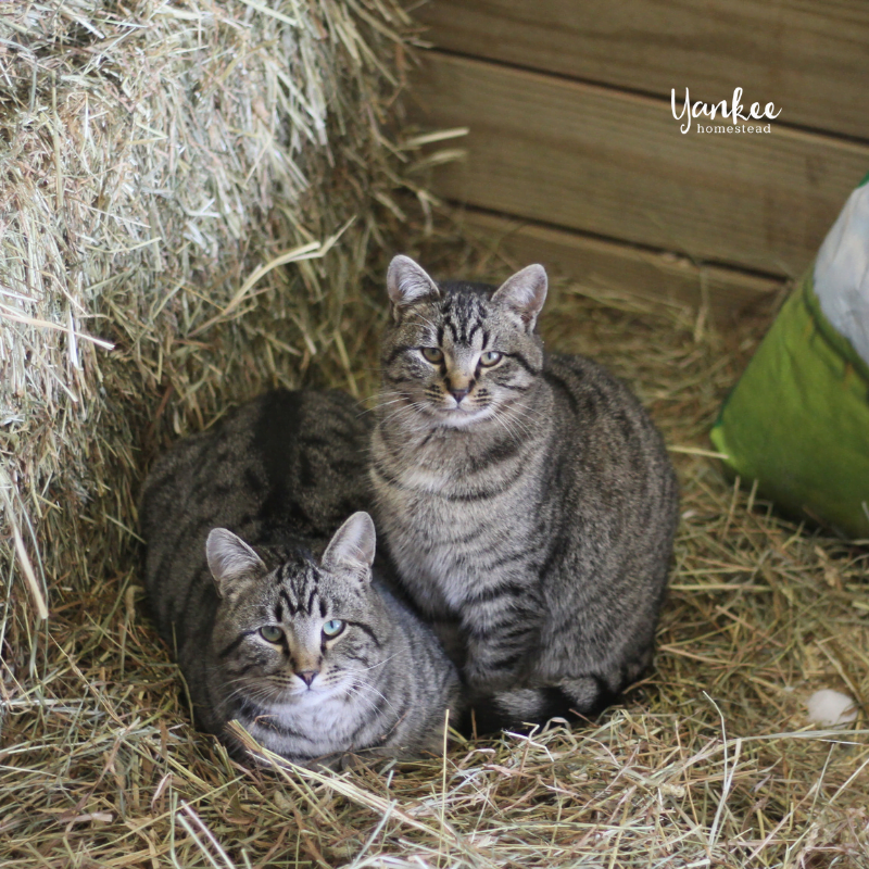 3 Reasons Why Your Homestead Needs a Barn Cat