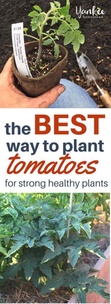 Are You Planting Tomatoes the Right Way? | Yankee Homestead