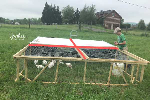 How to Winterize a Chicken Tractor - Mama on the Homestead