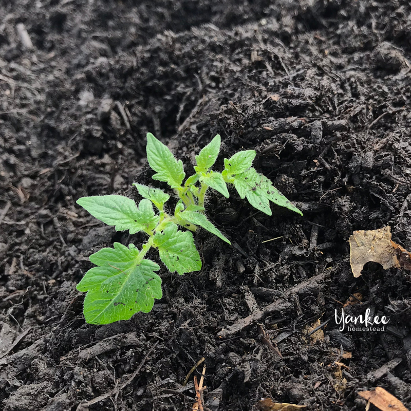 Are You Planting Tomatoes the Right Way? | Yankee Homestead
