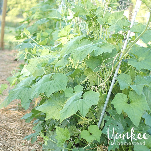 Do you grow zucchini, squash, pumpkins or other vining crops? You need this sturdy & economical trellis for climbing crops!