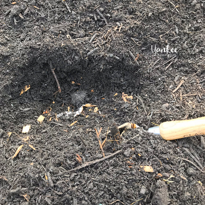 Are You Planting Tomatoes the Right Way? | Yankee Homestead