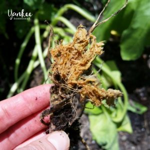 How to Get Rid of Vine Borers for Good