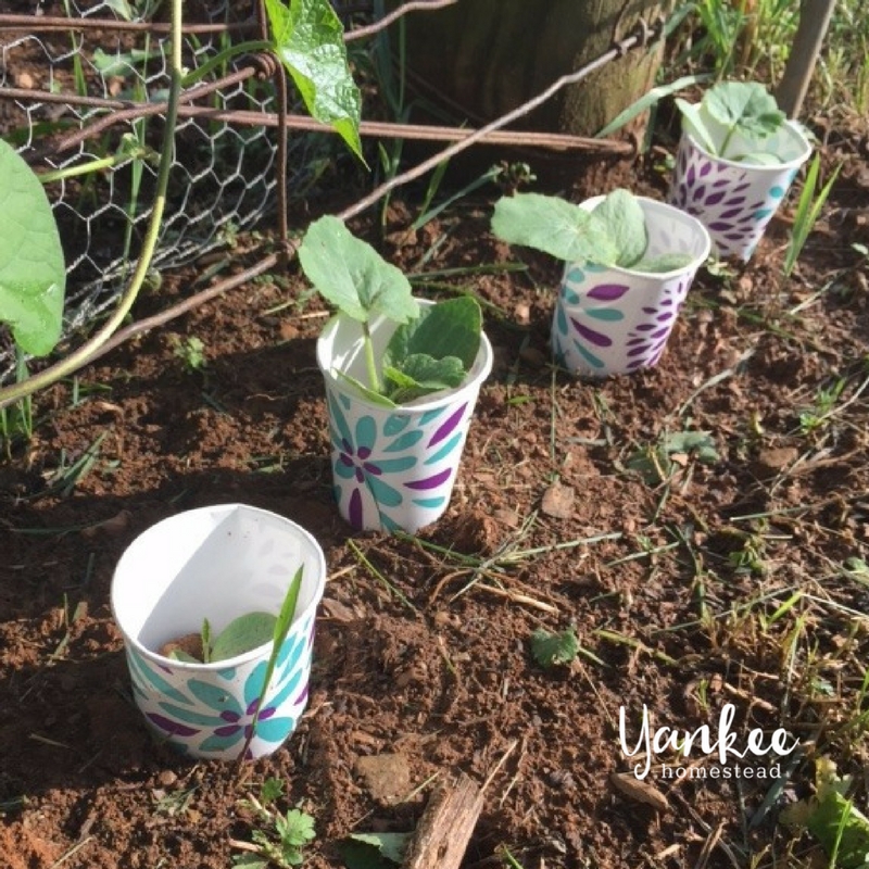 How to Get Rid of Vine Borers for Good | Yankee Homestead