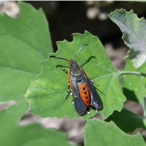 How to Get Rid of Vine Borers for Good