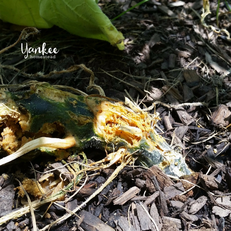 How to Get Rid of Vine Borers for Good | Yankee Homestead