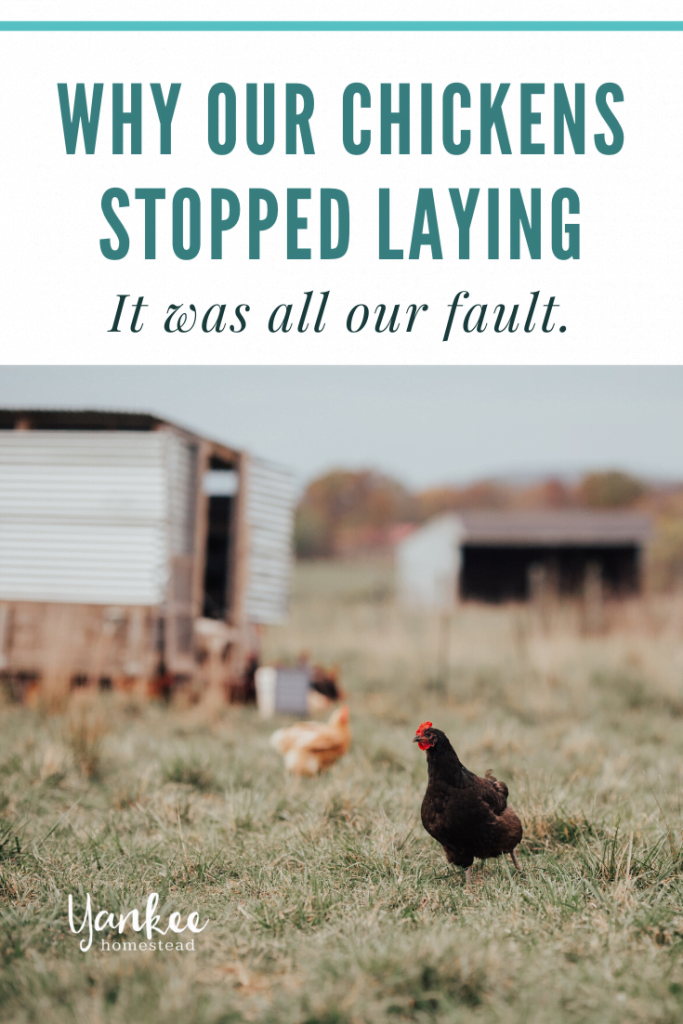 Our Chickens Stopped Laying...And It's All Our Fault Roots & Boots