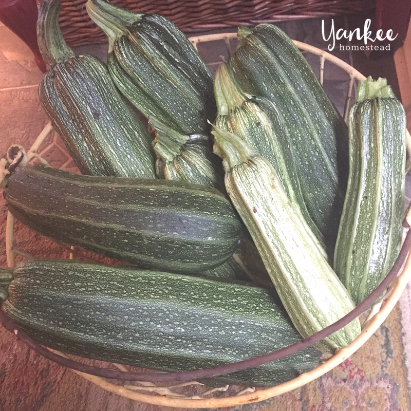 2017 Homestead Year in Review: Zucchini | Yankee Homestead