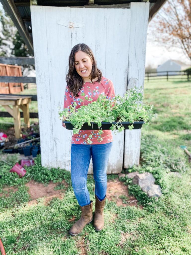 The Easy Way to Harden Off Seedlings | Roots & Boots