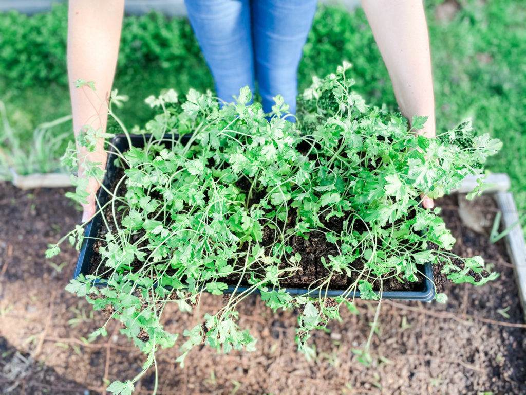 The Easy Way to Harden Off Seedlings | Roots & Boots