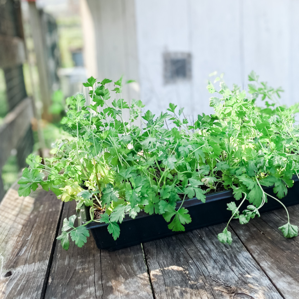 The Easy Way to Harden Off Seedlings | Roots & Boots