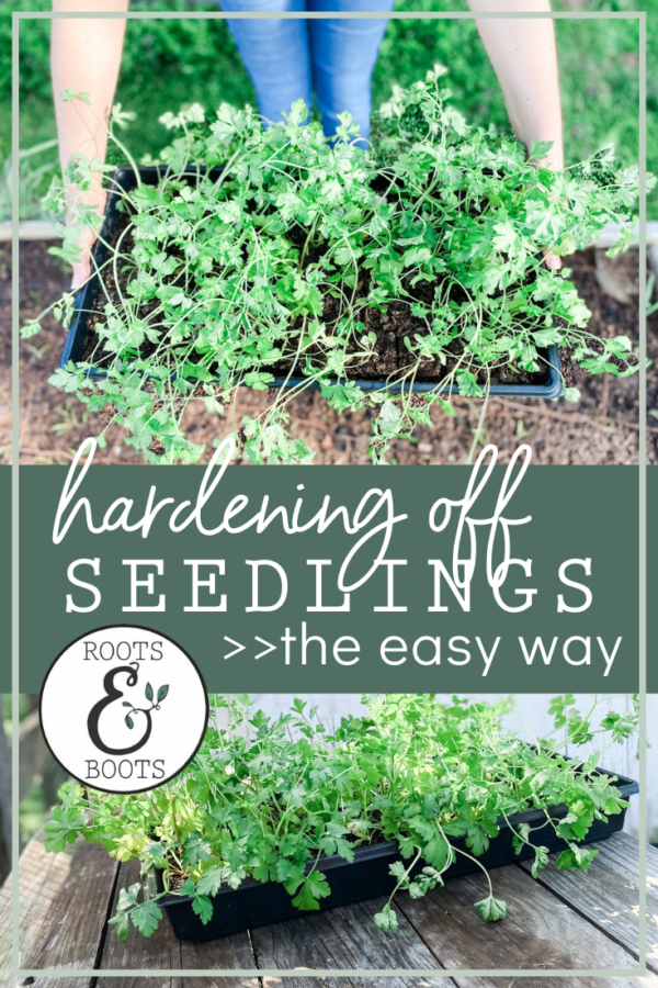 The Easy Way to Harden Off Seedlings Roots &amp; Boots