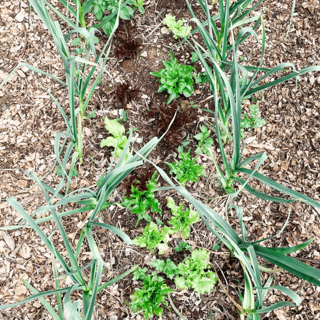 Grow More In The Same Space: Intercropping Lettuce With Garlic | Roots & Boots