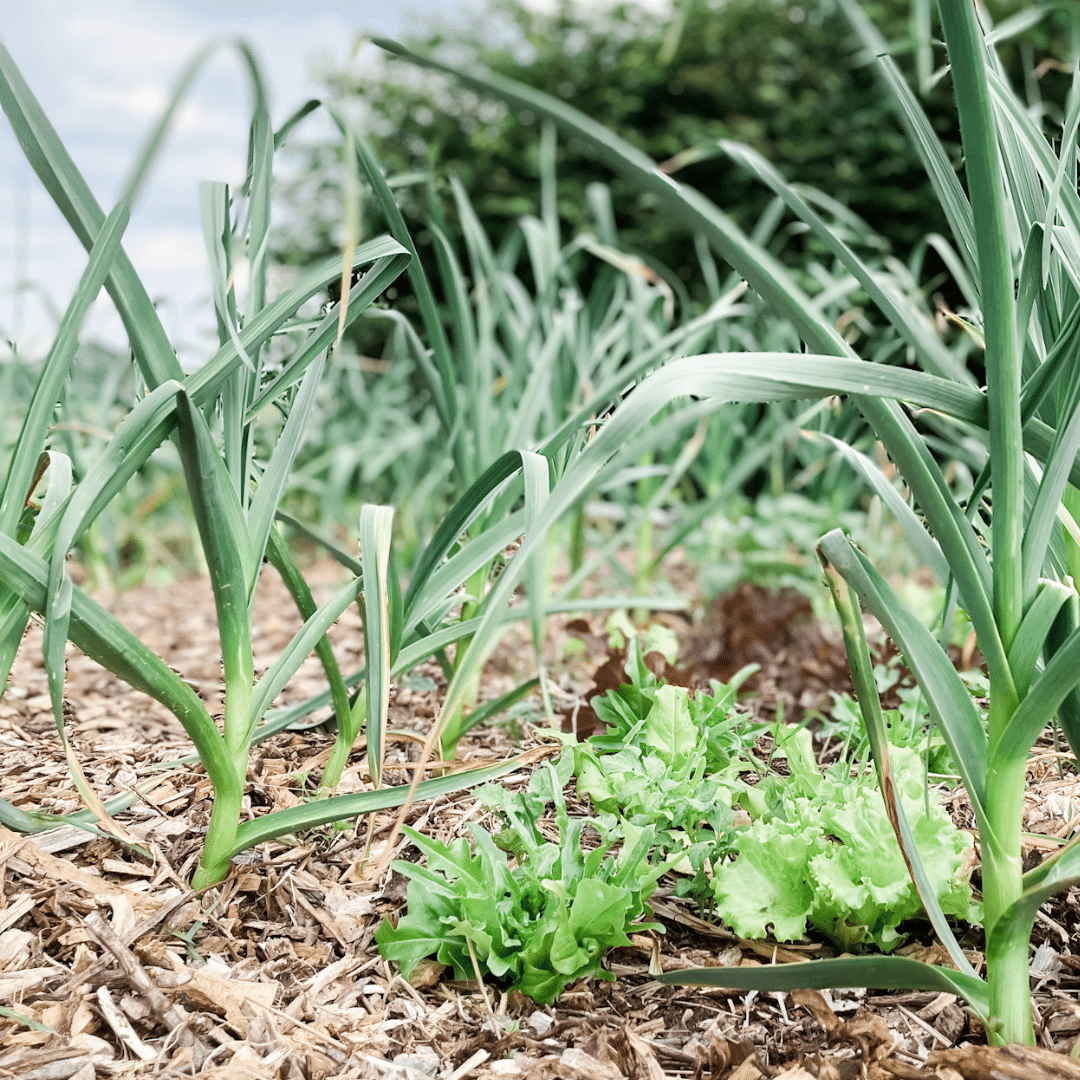 Grow More In The Same Space: Intercropping Lettuce With Garlic | Roots & Boots