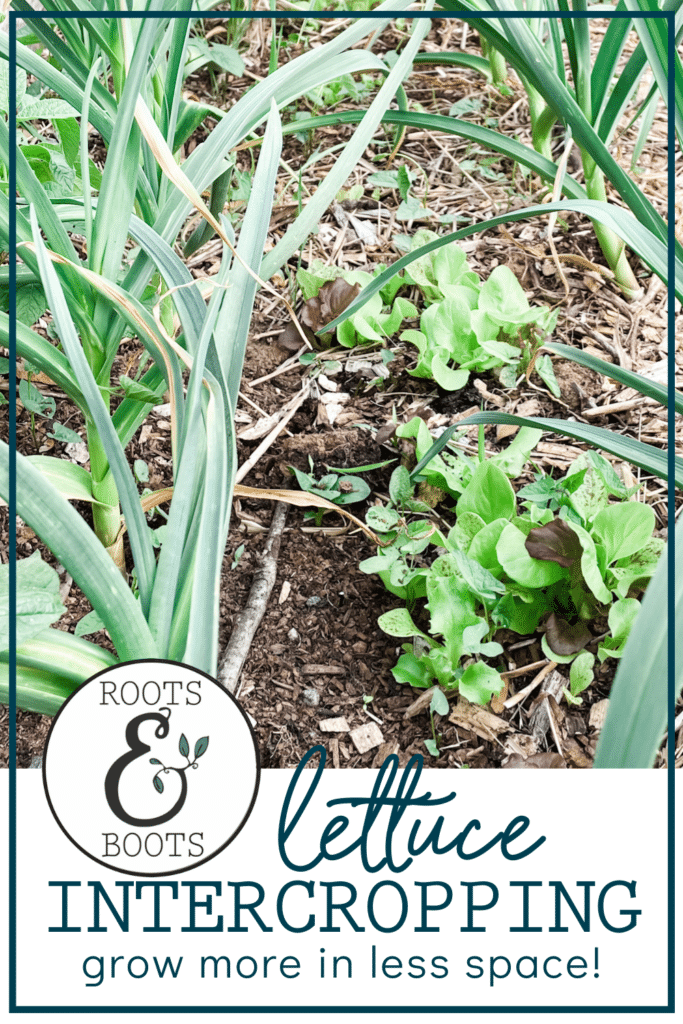 Grow More In The Same Space: Intercropping Lettuce With Garlic | Roots & Boots