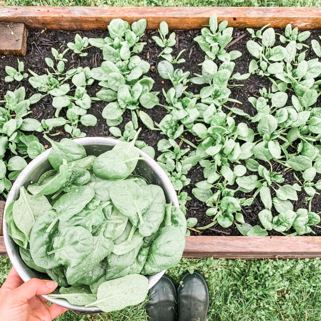 12 Best Veggies for Your Spring Garden | Roots & Boots