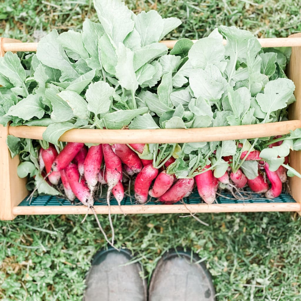 12 Best Veggies for Your Spring Garden | Roots & Boots