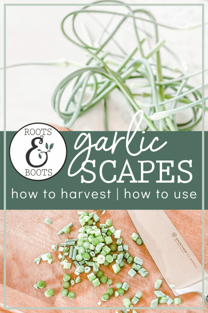 How to Harvest Garlic Scapes & How to Use Garlic Scapes | Roots & Boots