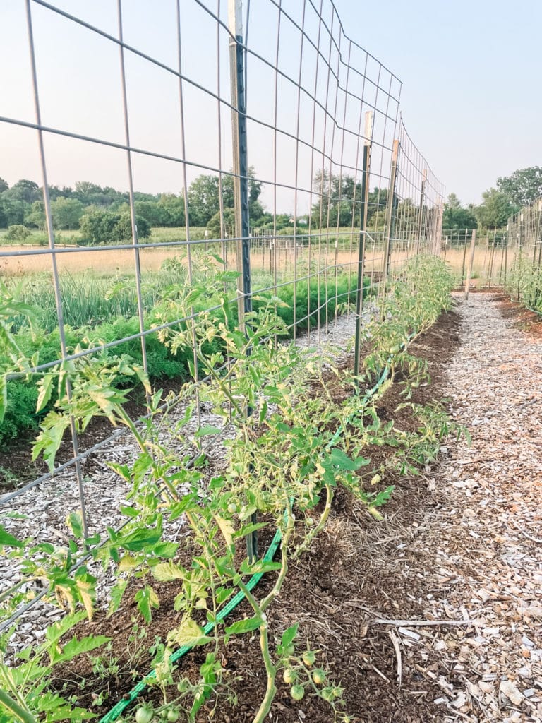 Tomato Trellis | Roots & Boots