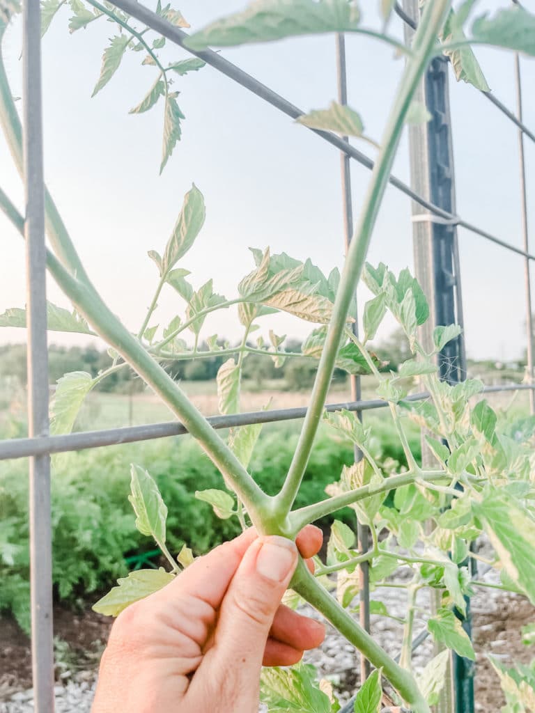 How to Prune Tomato Suckers | Roots & Boots