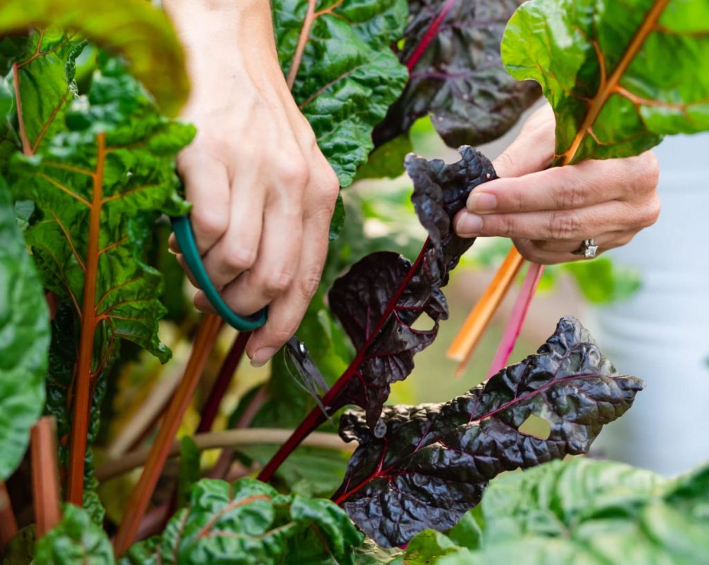 16 Best Veggies for Your Fall Garden | Roots & Boots