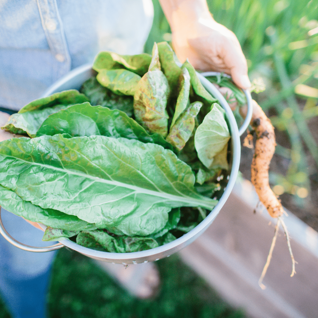 16 Best Veggies for Your Fall Garden