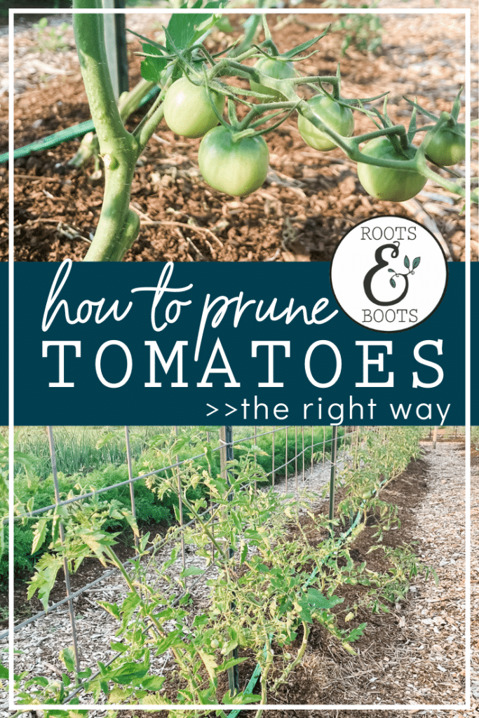 Top Two Ways to Prune Tomatoes | Roots & Boots