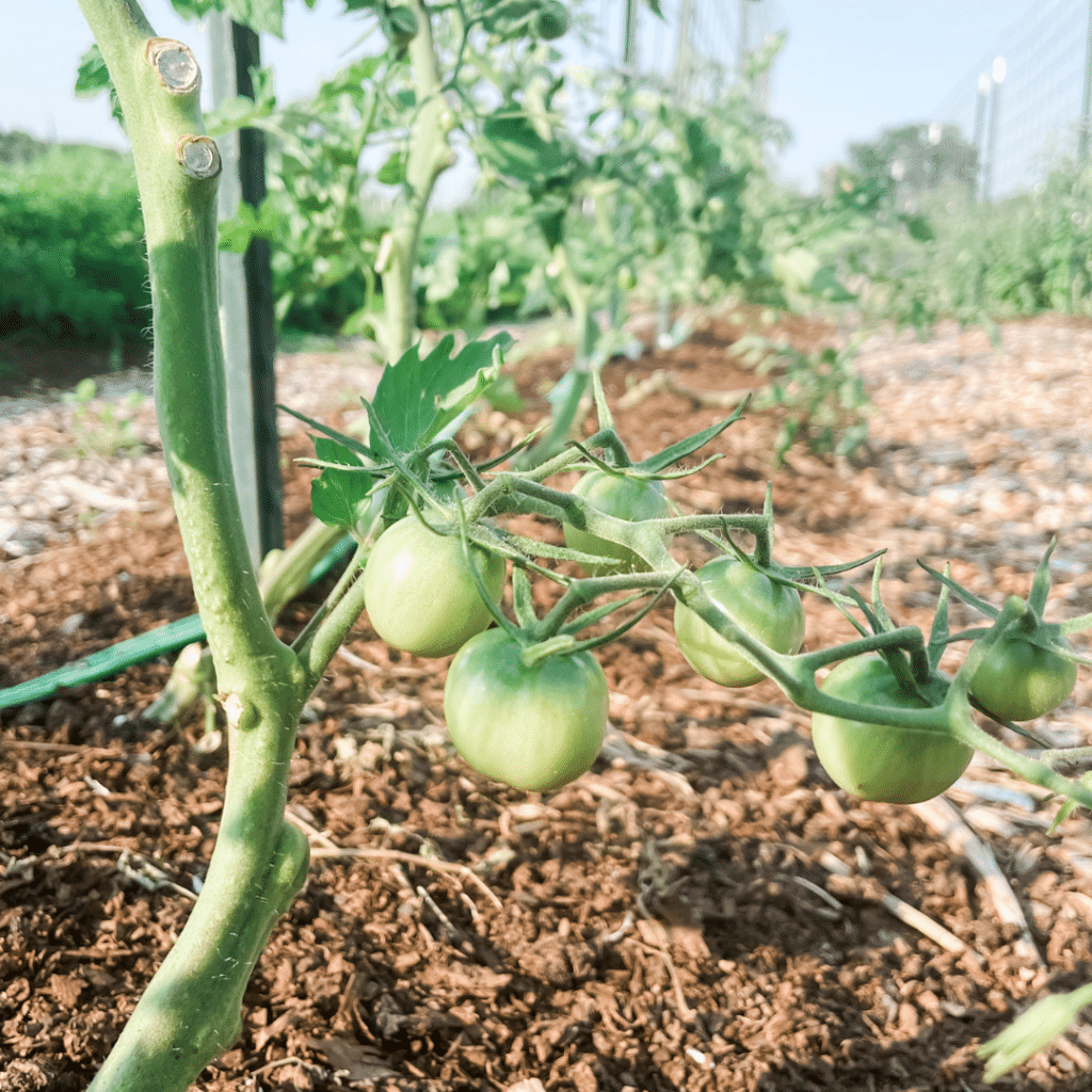 Top Two Ways to Prune Tomatoes | Roots & Boots