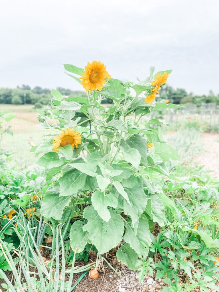 6 Tips for Gardening in Heavy Clay Soil - Roots & Boots