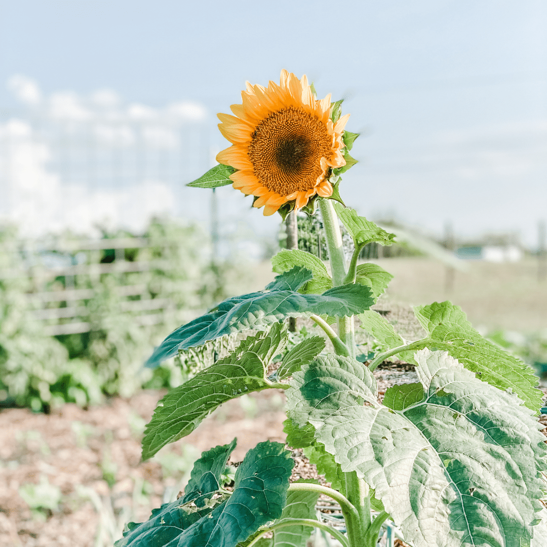 Gardening in Clay Soils