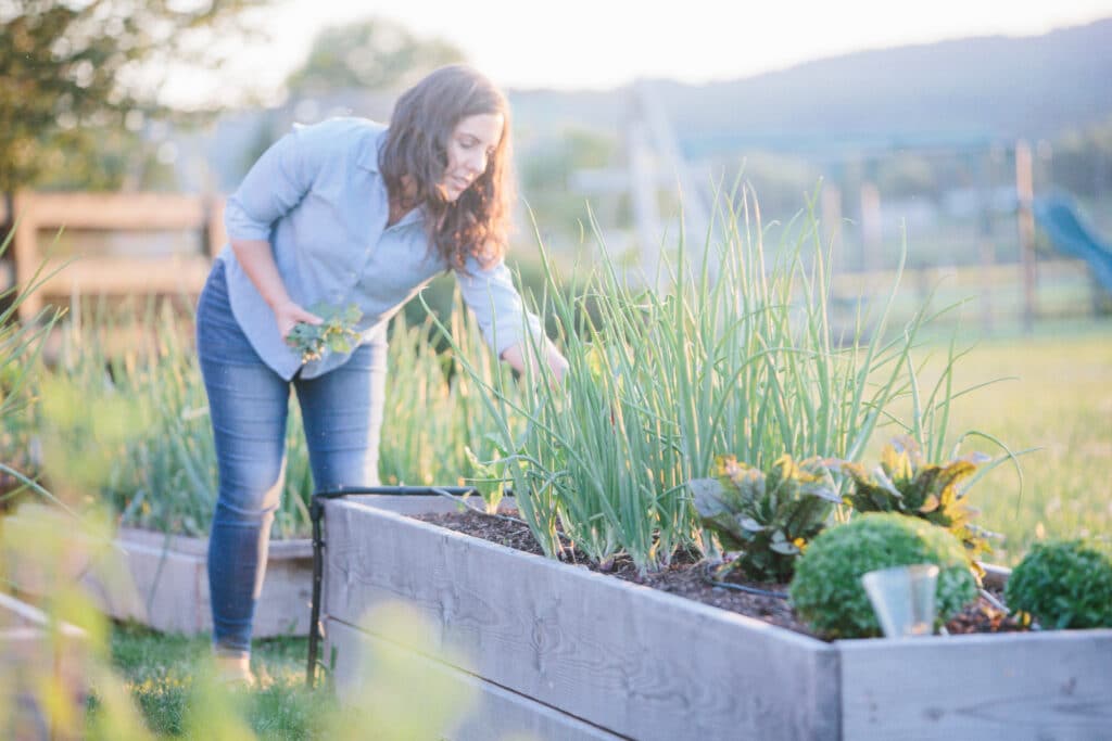 How to Overwinter Greens for Early Harvest | Roots & Boots