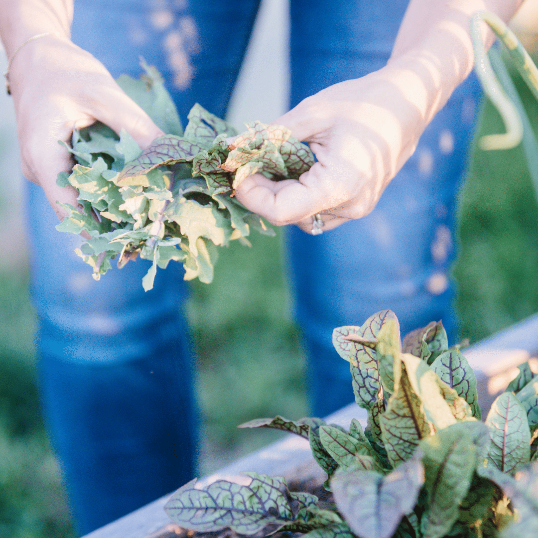 How to Overwinter Greens for Early Harvest | Roots & Boots