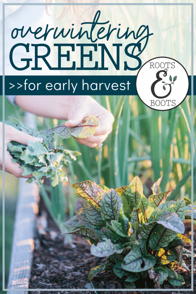 How to Overwinter Greens for Early Harvest | Roots & Boots