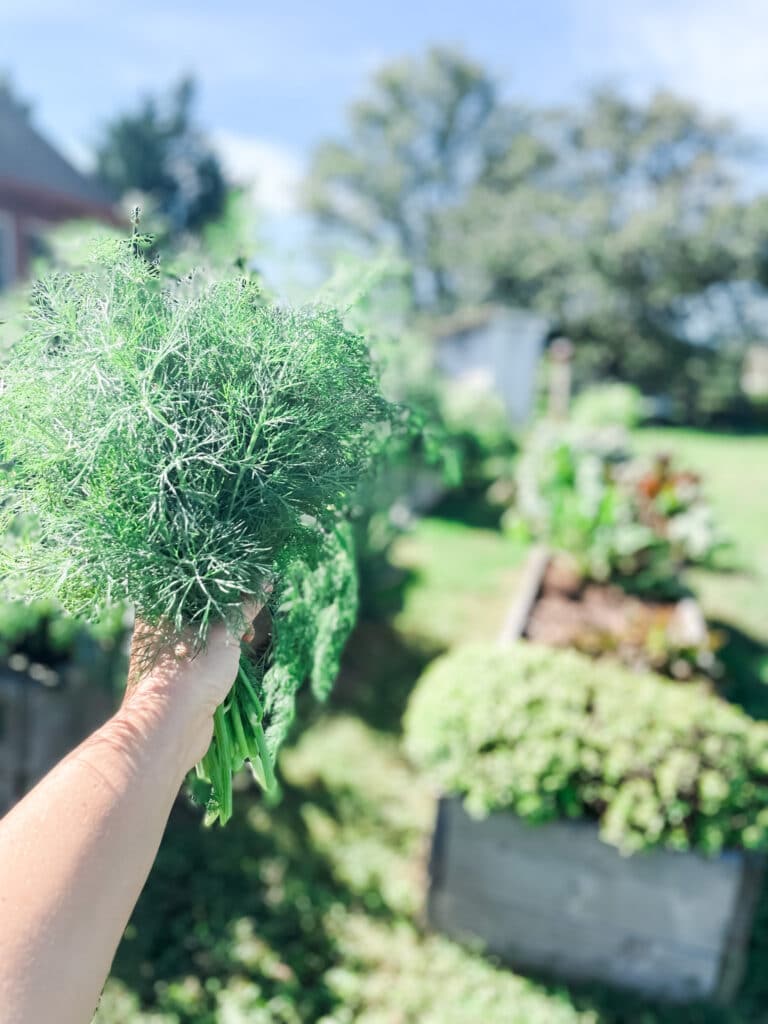 How to Dry Your Own Herbs in a Dehydrator | Roots & Boots