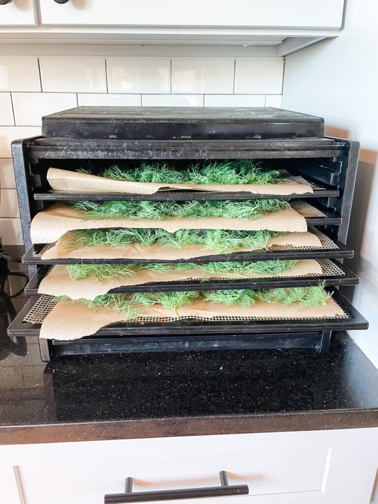 How to Dry Your Own Herbs in a Dehydrator - Roots & Boots