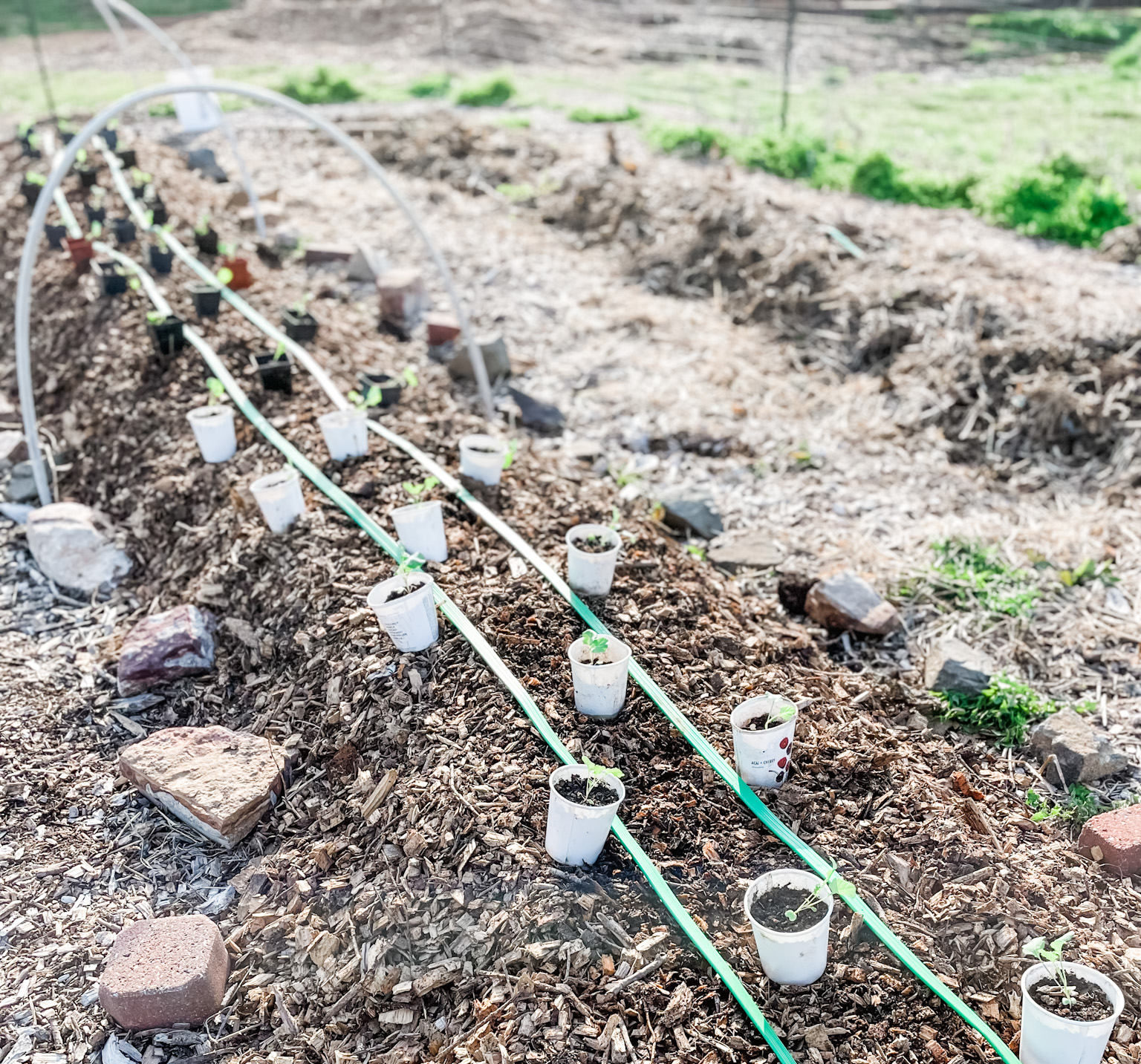 Broccoli seedlings and soaker hoses | Roots & Boots