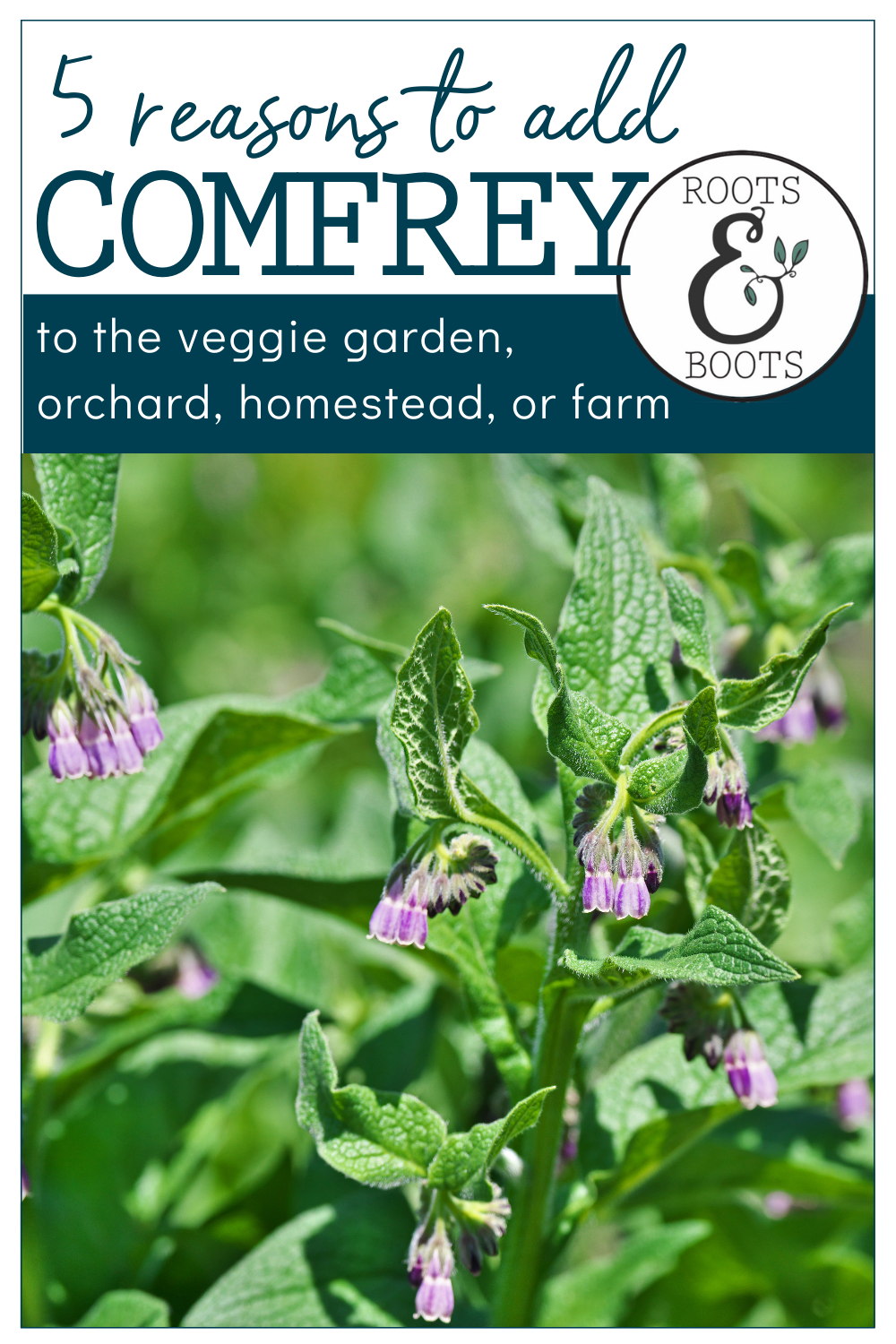 5 Reasons to Add Comfrey to the Veggie Garden or Orchard | Roots & Boots