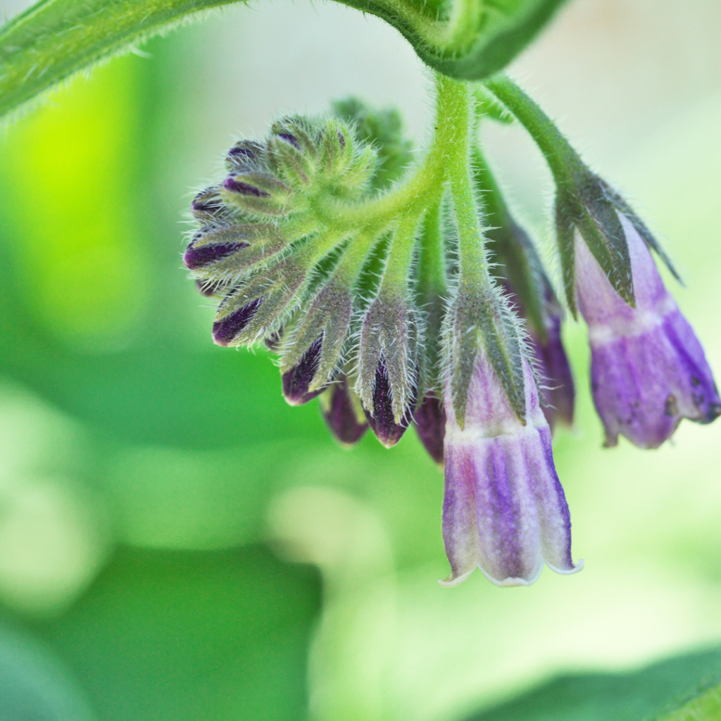 5 Reasons to Add Comfrey to the Veggie Garden or Orchard | Roots & Boots